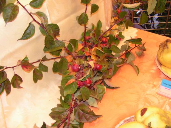 7_expo_arboriculteurs.jpg